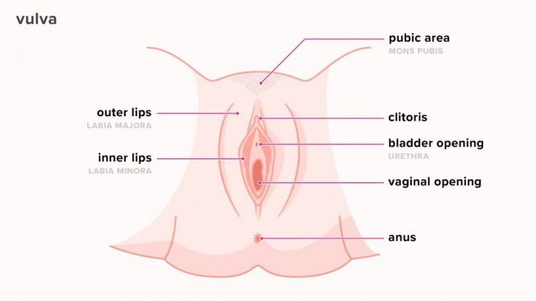 Cara Menjaga Kebersihan Dan Kesehatan Vagina Dan Vulva Agar
