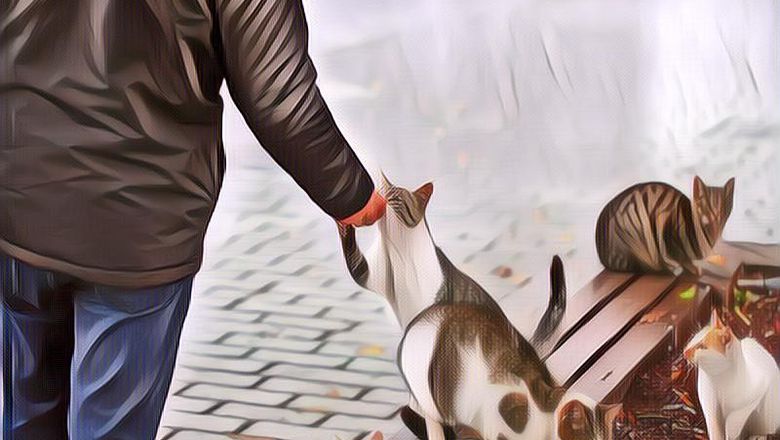 7 Makna Spiritual di Balik Kucing Liar Datang Mendekatimu