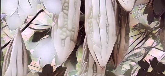 Gak Doyan Pare, Pakai Aja Buat Perawatan Kulit Biar Wajah Bebas Jerawat