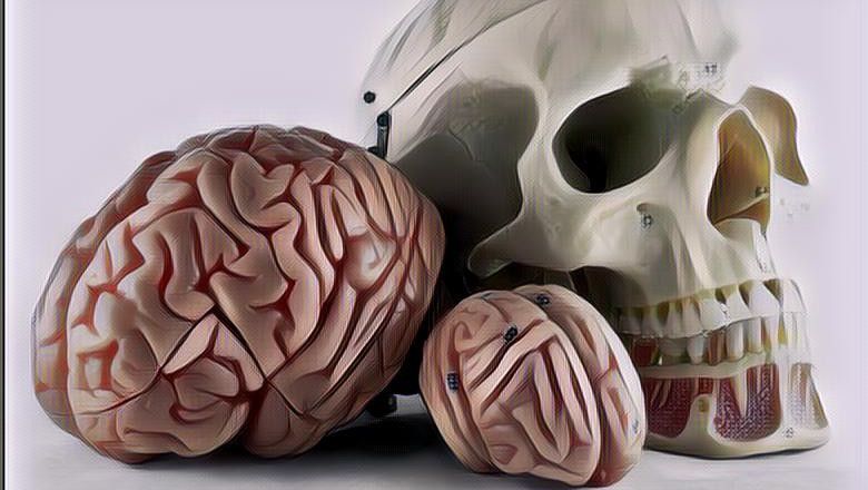 Benarkah Semakin Besar Otak Semakin Cerdas Manusia? Berikut Penjelasan Ahli!