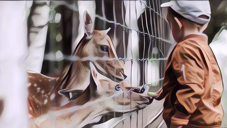 Tips Membawa Si Kecil Wisata Ke Kebun Binatang, Liburan Jadi Lebih Seru