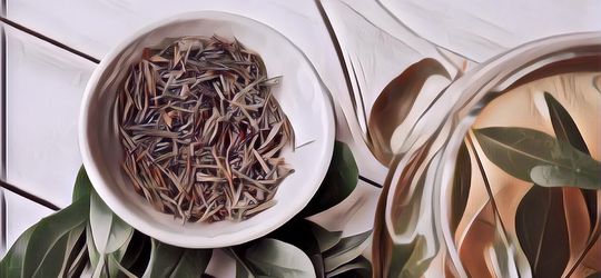 Punya Manfaat Bagi Kesehatan dari Ujung Kaki sampai Ujung Kepala, inilah Fakta Teh Hijau yang Harus Kamu Ketahui