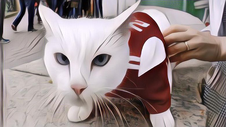 Ramalan Hewan-Hewan Ini Tepat Terkait Hasil Pertandingan Sepak Bola