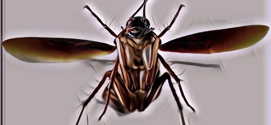 Ternyata Ini Penyebabnya Kecoak Bisa Selamat dari Perang Nuklir