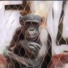 Kisah Seseorang yang Punya “Hubungan” Istimewa dengan Seekor Simpanse di Kebun Binatang, Terungkap Cara Mereka Melepas Rindu
