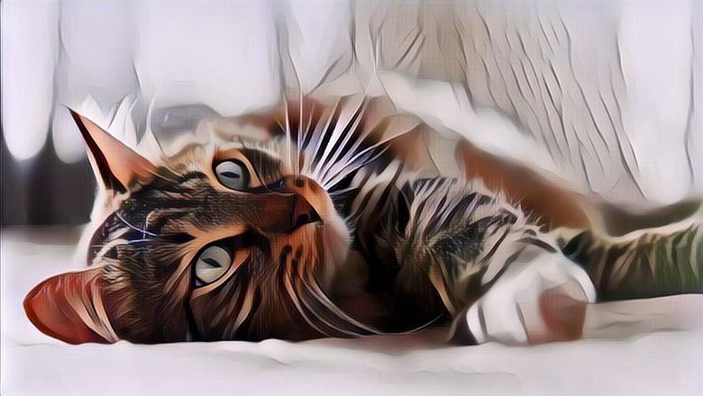 Gak Cuma Manusia, Kucing Ternyata juga Bisa Jadi Karyawan Rumah Sakit, Staf Keamanan Lagi!