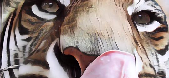 Kenalan dengan Bengali, Harimau Paling Tua di Dunia Saat Ini