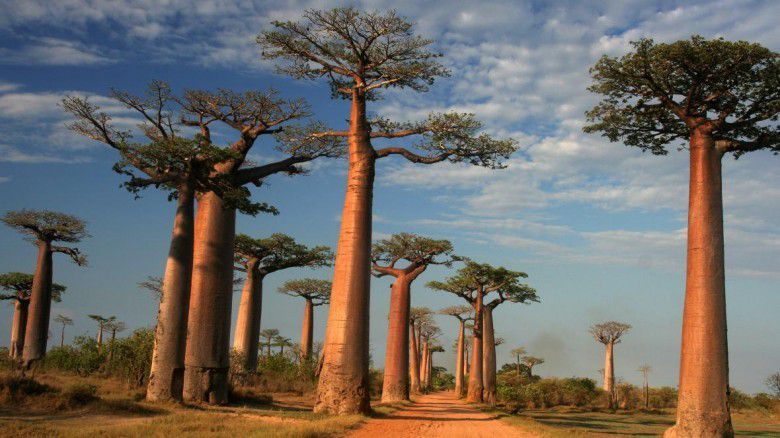 #2 Pohon baobab