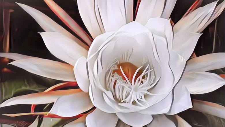 Bunga Kadapul, Bunga Paling Mahal di Dunia dengan Siklus Hidup yang Miris