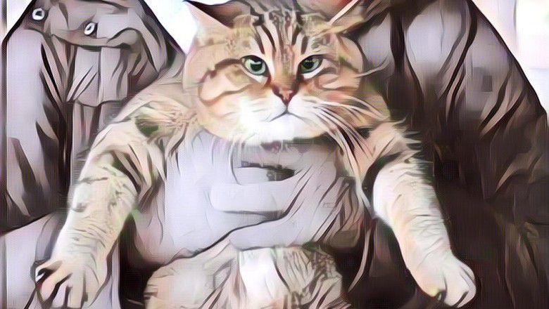 Kisah Gli, Kucing Legendaris yang Tinggal di Hagia Sophia Selama 14 Tahun dan Digemari Banyak Orang