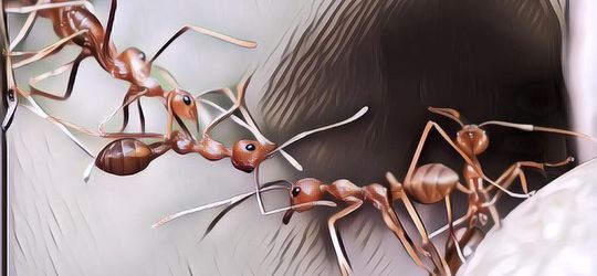 Bagaimana Cara Semut Menemukan Jalan yang Benar Sementara Dia Gak Punya Hidung?