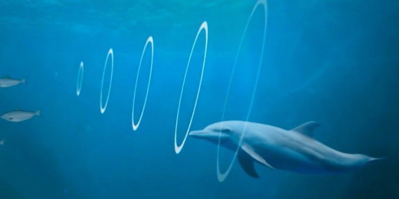 1. Sonar lumba-lumba