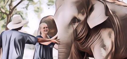 Mau Nginep Bareng Gajah di Hutan Bubble Gak? Abis Isu COVID-19 Kelar Deh~