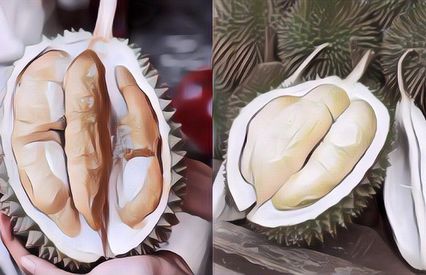 Durian Bawor vs Musang King, Mana Yang Lebih Enak? Gini Perbedaannya Yang Paling Menonjol!