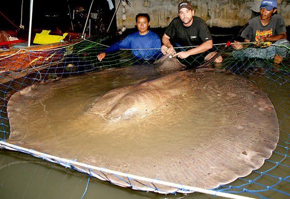 10. Ikan pari air tawar raksasa