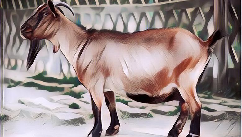 Resep Semur Daging Kambing Tanpa Santan, Tetap Enak dan Sehat saat Idul Adha