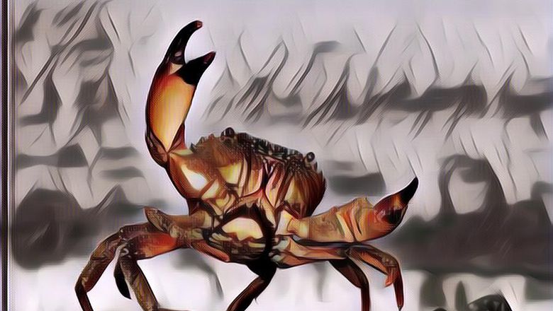 Gokil! Kepiting Ini Dilelang dengan Harga Ratusan Juta Rupiah ...