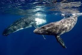 # Jasa Paus Menyelamatkan Bumi dari Perubahan Iklim