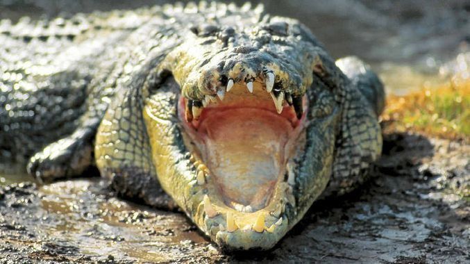 4. Buaya Ajaib Sungai Tami