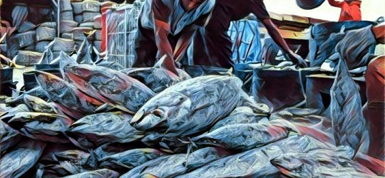 Buah Kerjasama RI dengan Arab Saudi, Industri Ikan Indonesia Diproyeksikan Berjaya