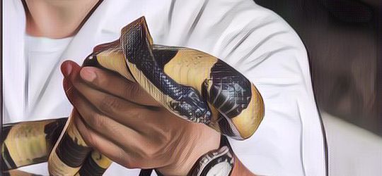 Gak Terima Digigit Ular Weling, Pria Ini Gigit Balik Ular Sampai Mati