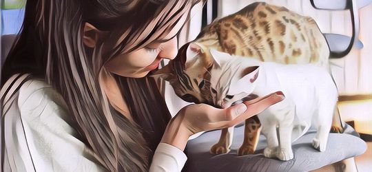 Inilah 7 Tanda Jika Kucingmu Sayang ke Kamu, Pernah Ngalami?