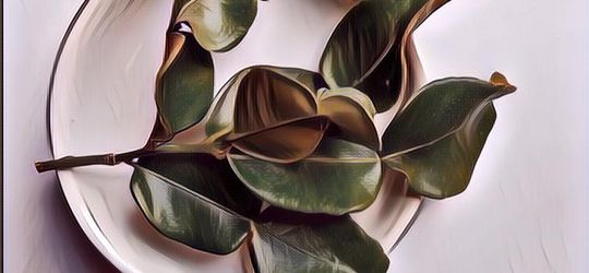 Manfaat Daun Jeruk Purut yang Gak Banyak Orang Tahu, Apa Aja?