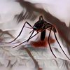 5 Fakta tentang Anopheles, Penyebab Malaria yang Diduga Membunuh Prajurit TNI di Papua