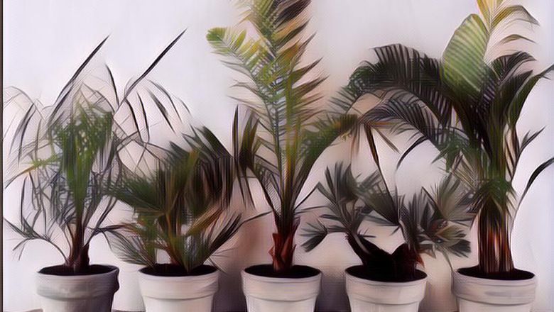 7 Tanaman yang Bisa Kamu Taruh Di Dalam Rumah Sebagai Pembersih Udara