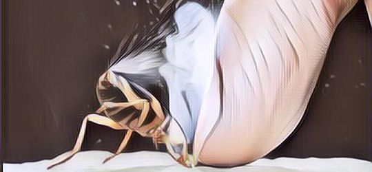 Ilmuwan Amerika Ingin Membuat Senjata dari Serangga?