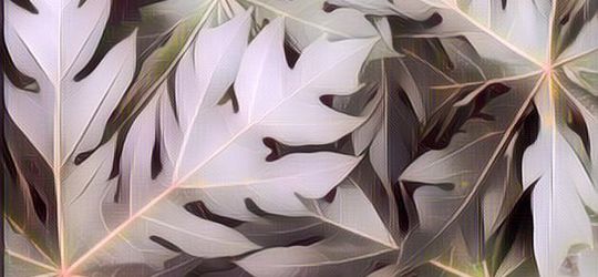 Ketahui 4 Khasiat Daun Pepaya Bagi Kesehatan!