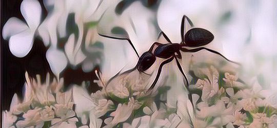 Emak-Emak Wajib Tahu! Ini Cara Mengusir Semut di Rumah