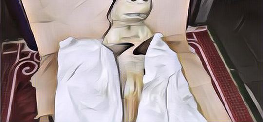 Sempat Viral, Ini Penampakan Ikan Berwajah Mirip Kura-Kura Ninja