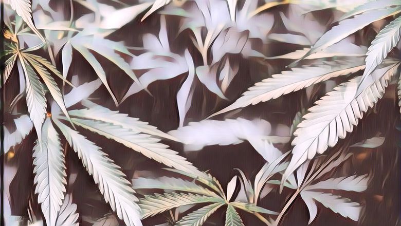 3 Fakta Ganja Medis, Sempat Viral dan Dianggap Sebagai Tanaman Penyembuh