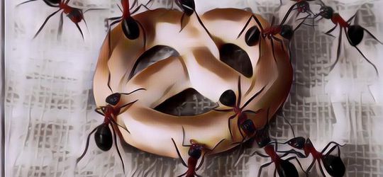 Cara Menghilangkan Semut: Ampuh Banget!