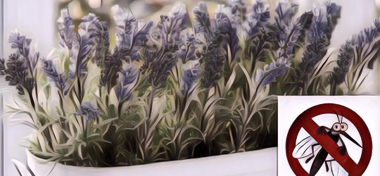 Gak Perlu Fogging, 3 Tanaman Ini Bakal Buat Rumahmu Anti Nyamuk