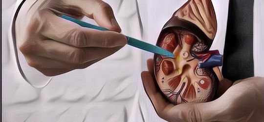 Konsumsi Rutin 5 Makanan Ini untuk Kesehatan Ginjalmu!