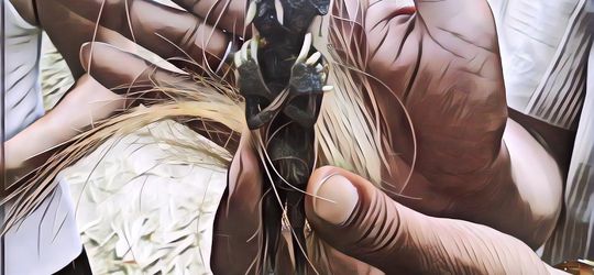 Mengejutkan! Tim Forensik RSCM dan Pakar UI Berhasil Teliti DNA Jenglot, Hasilnya Bikin Kamu Merinding