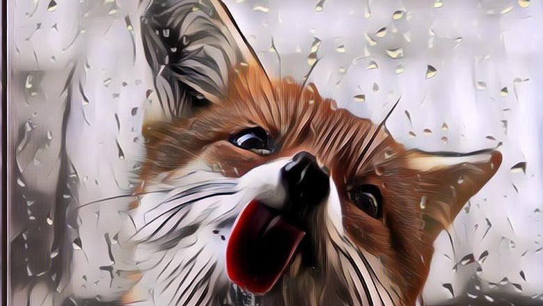 Expresi Lucu Para Hewan Liar, Gokil