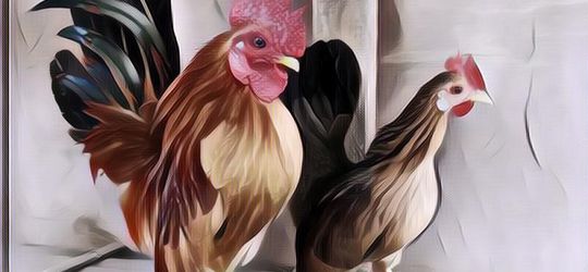 Ayam Terkecil di Dunia Gedenya Cuma Sekepalan Tangan, Unik Nih!