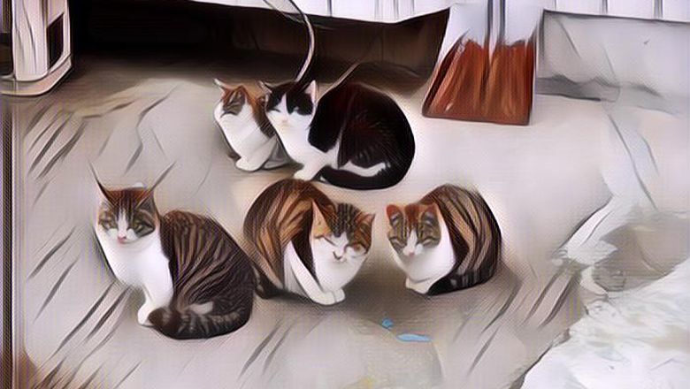 7 Potret Gemes Kucing Karya Fotografer-Fotografer Jepang, Ini Terlalu Cute KutakSanggup~