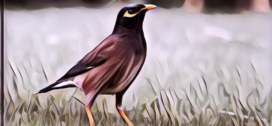 Seekor Burung 'Terbang' Secara Ilegal dari Singapura ke London