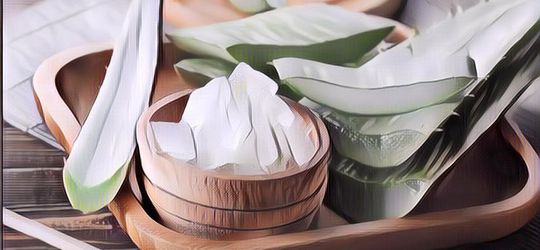 Bukan Hanya untuk Rambut, Inilah 5 Olahan Lidah Buaya yang Enak dan Menyehatkan