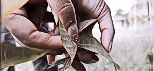 Mekar Setiap 3.000 Tahun Sekali, Inilah Keindahan Udumbara yang Disebut Bunga dari Surga