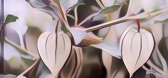 Manfaat Daun Ciplukan, Lihat Dulu, Jangan Diremehkan Ya