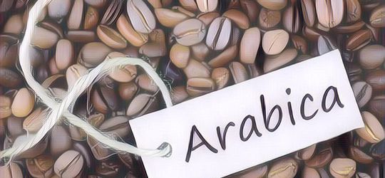 Kopi Arabika Aman Dikonsumsi Penderita GERD, Ini Faktanya