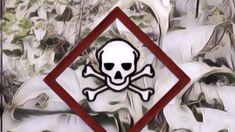 Awas! Tanaman Liar Ini Bisa Berbahaya Buat Tubuh Manusia