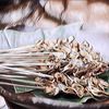 Resep Sate Keong ala Angkringan, Pedas dan Manisnya Nagih Banget!