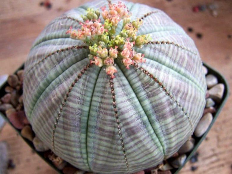 #1 Euphorbia obesa