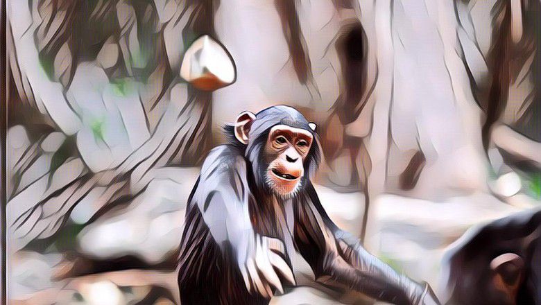 Pria India Dilempari Batu Sama Monyet Hingga Tewas, Serem Amat!